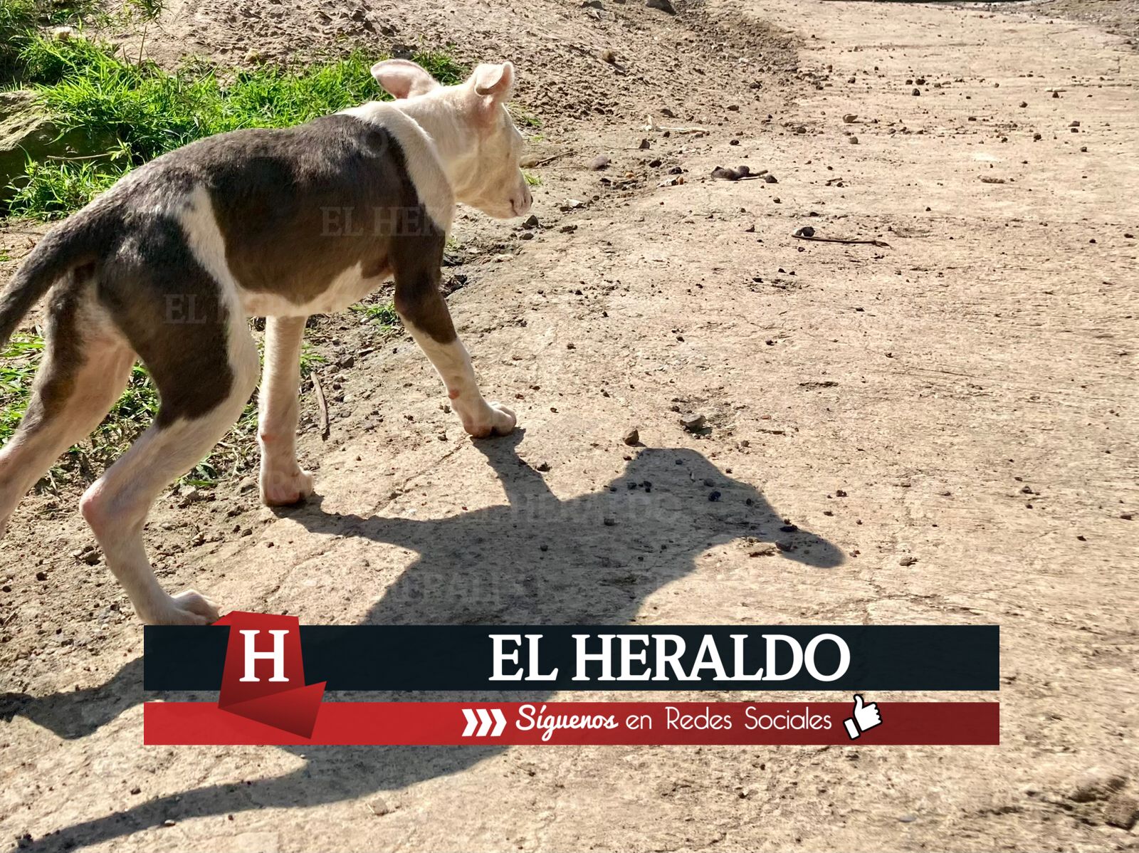 El Heraldo De Poza Rica Exigen Campa A De Esterilizaci N Canina