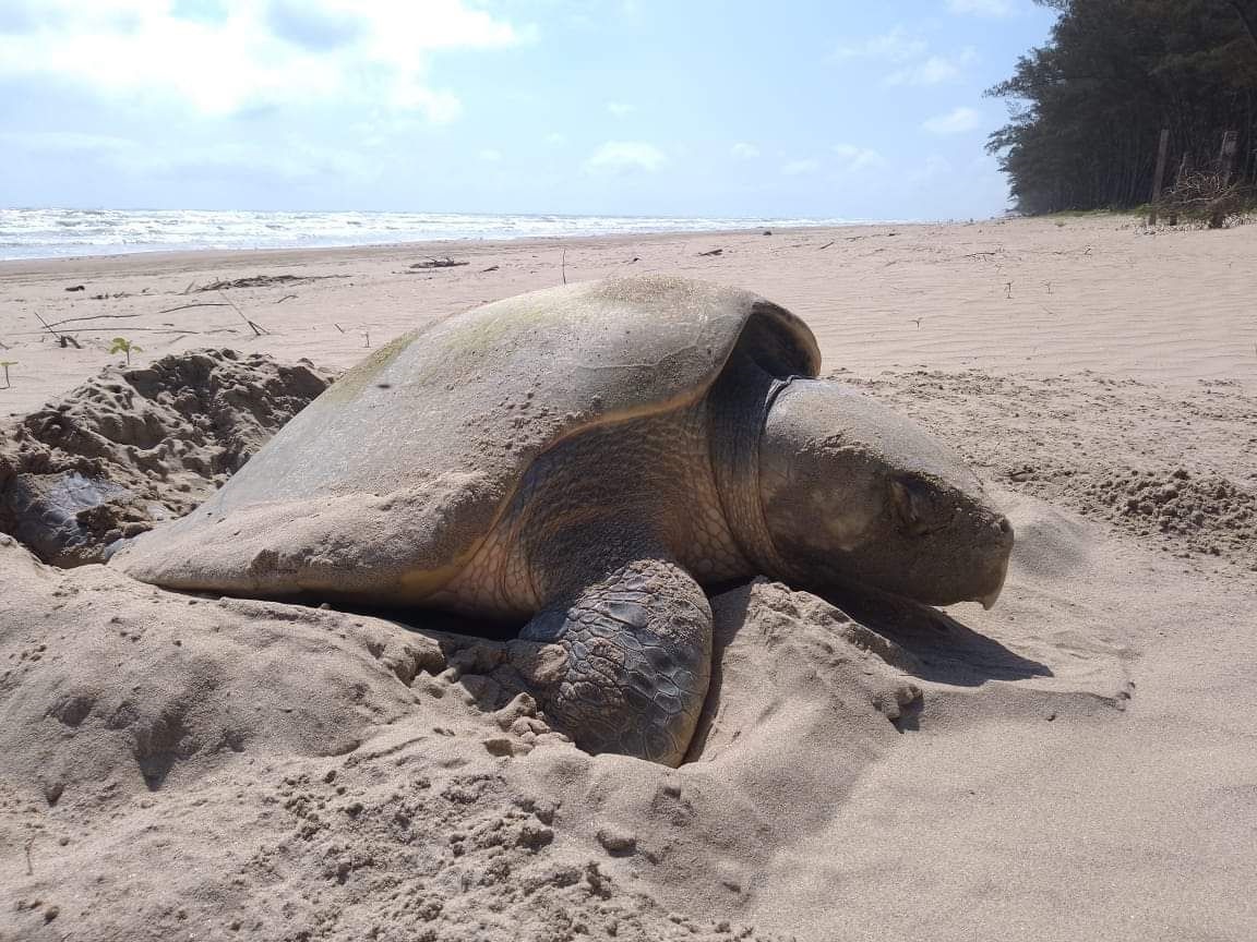 Llega primera tortuga a playas tuxpeñas