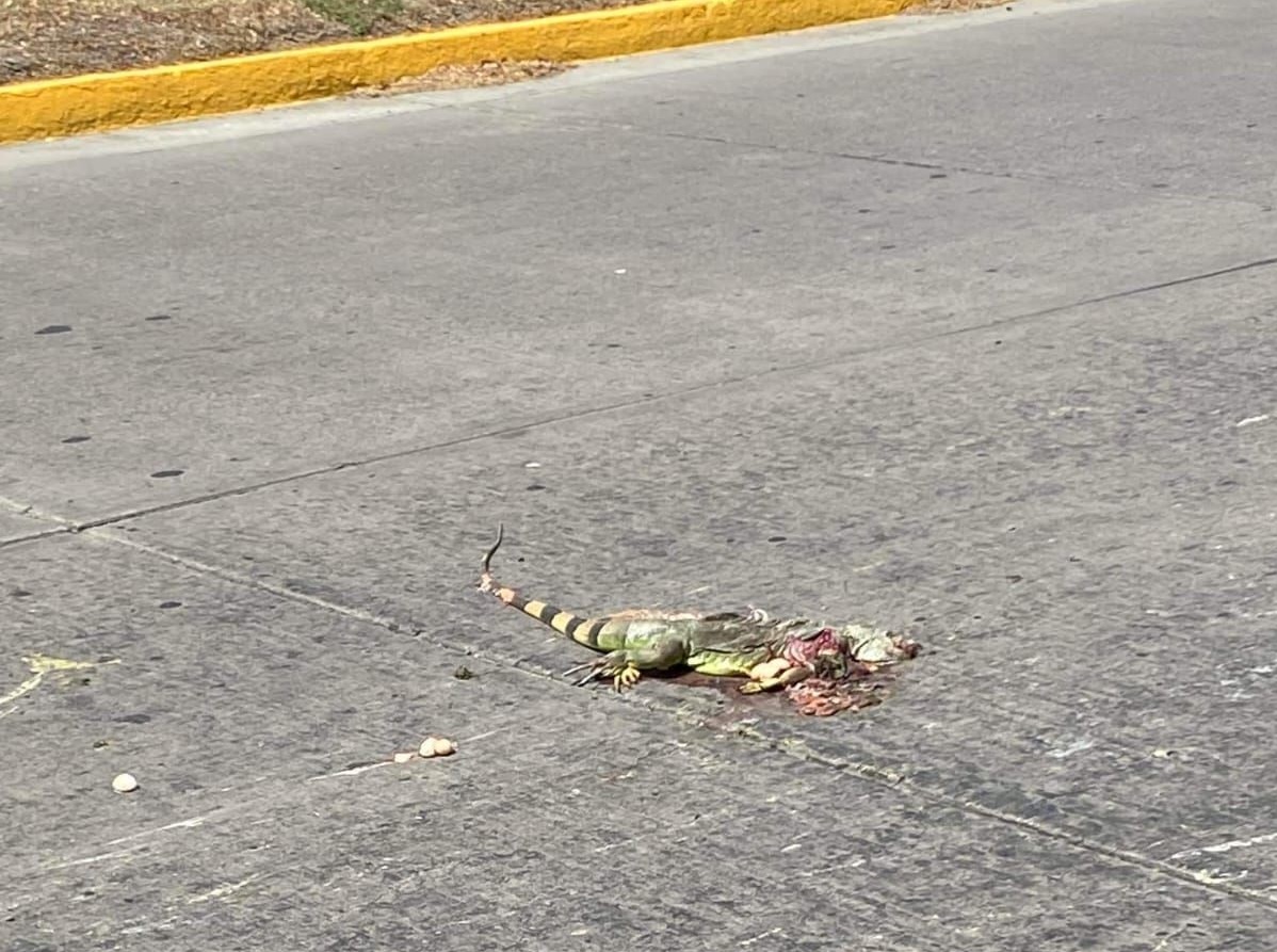 Atropellan a iguanas