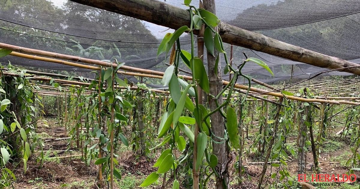 10a