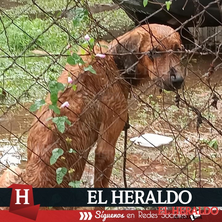 Abandono y maltrato animal