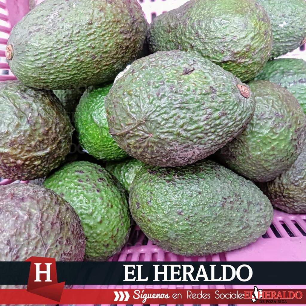 Aguacateros urgen