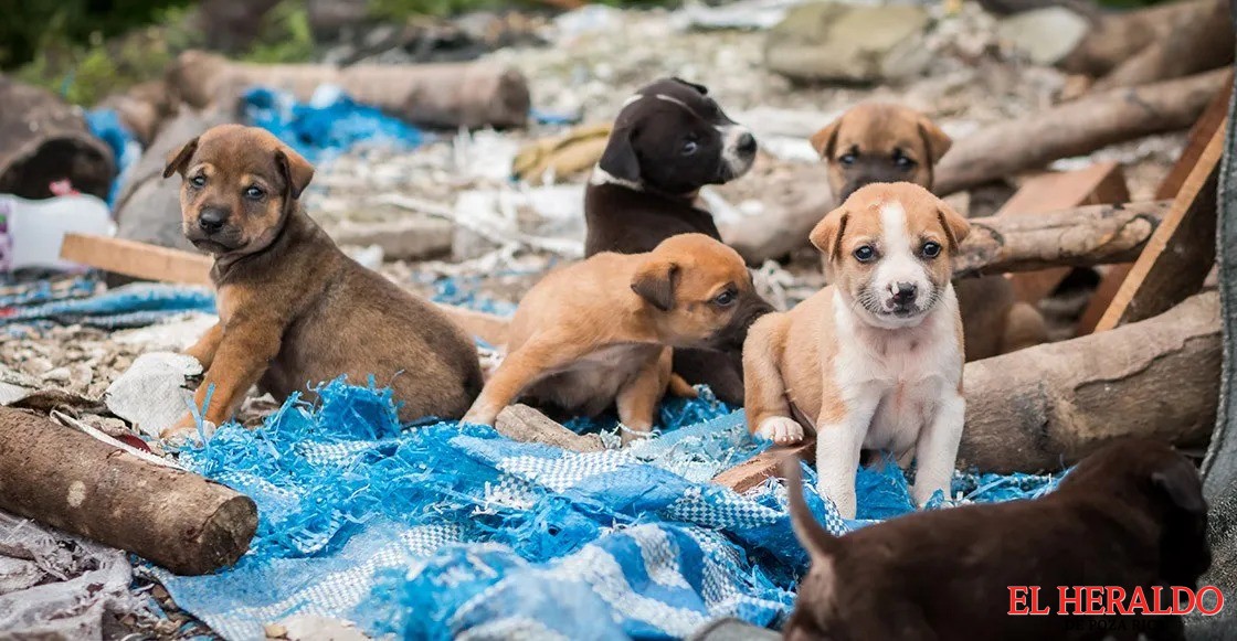 Alertan por abandono