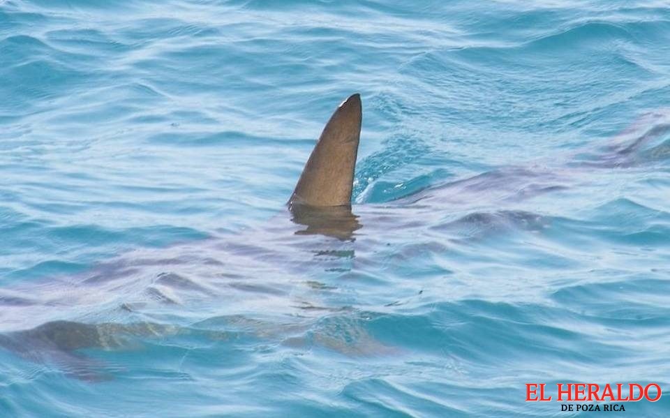 Alertan por presencia