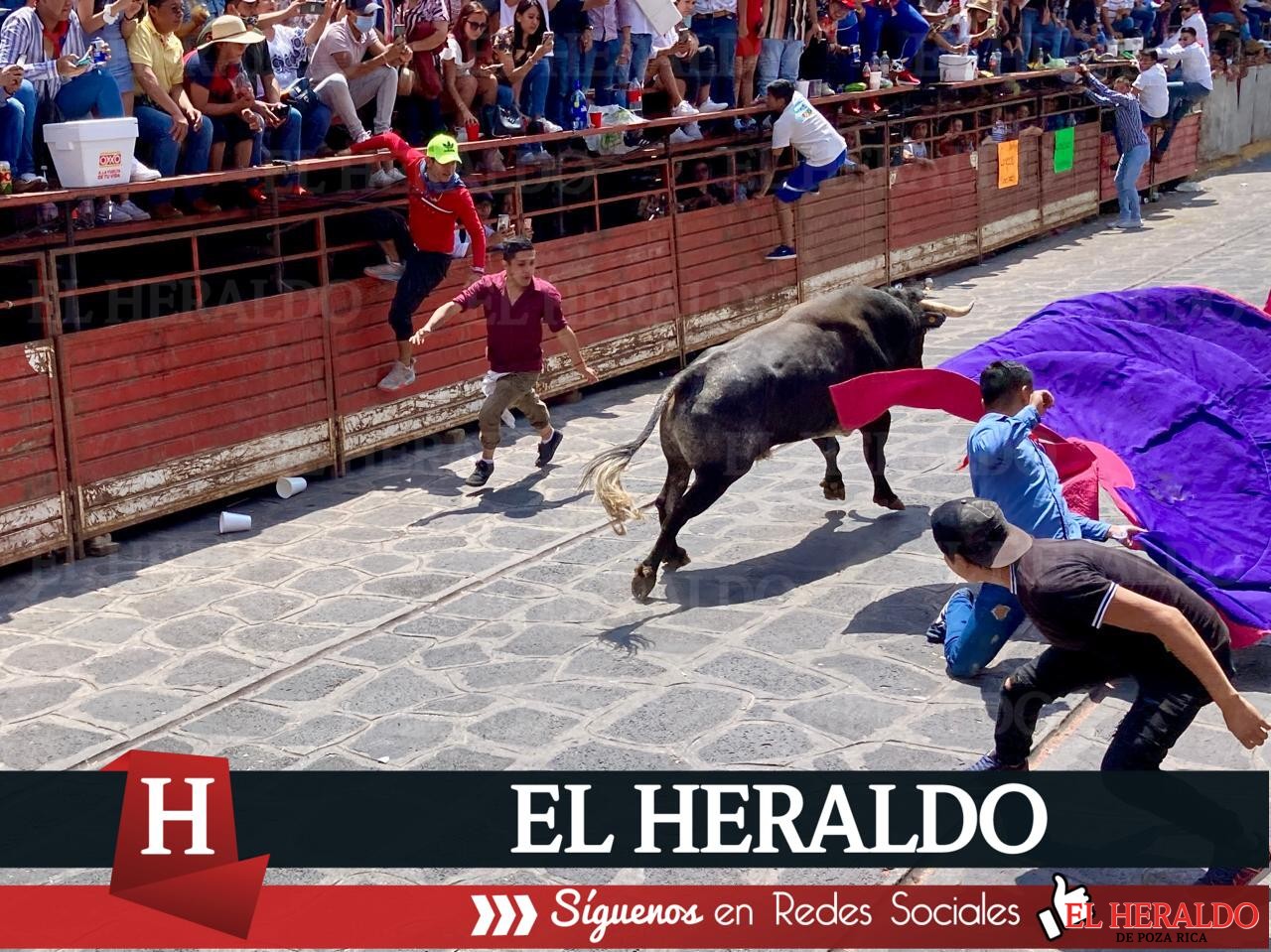 Animalistas de Veracruz exigen sanciones contra quienes realicen corridas de toros 2
