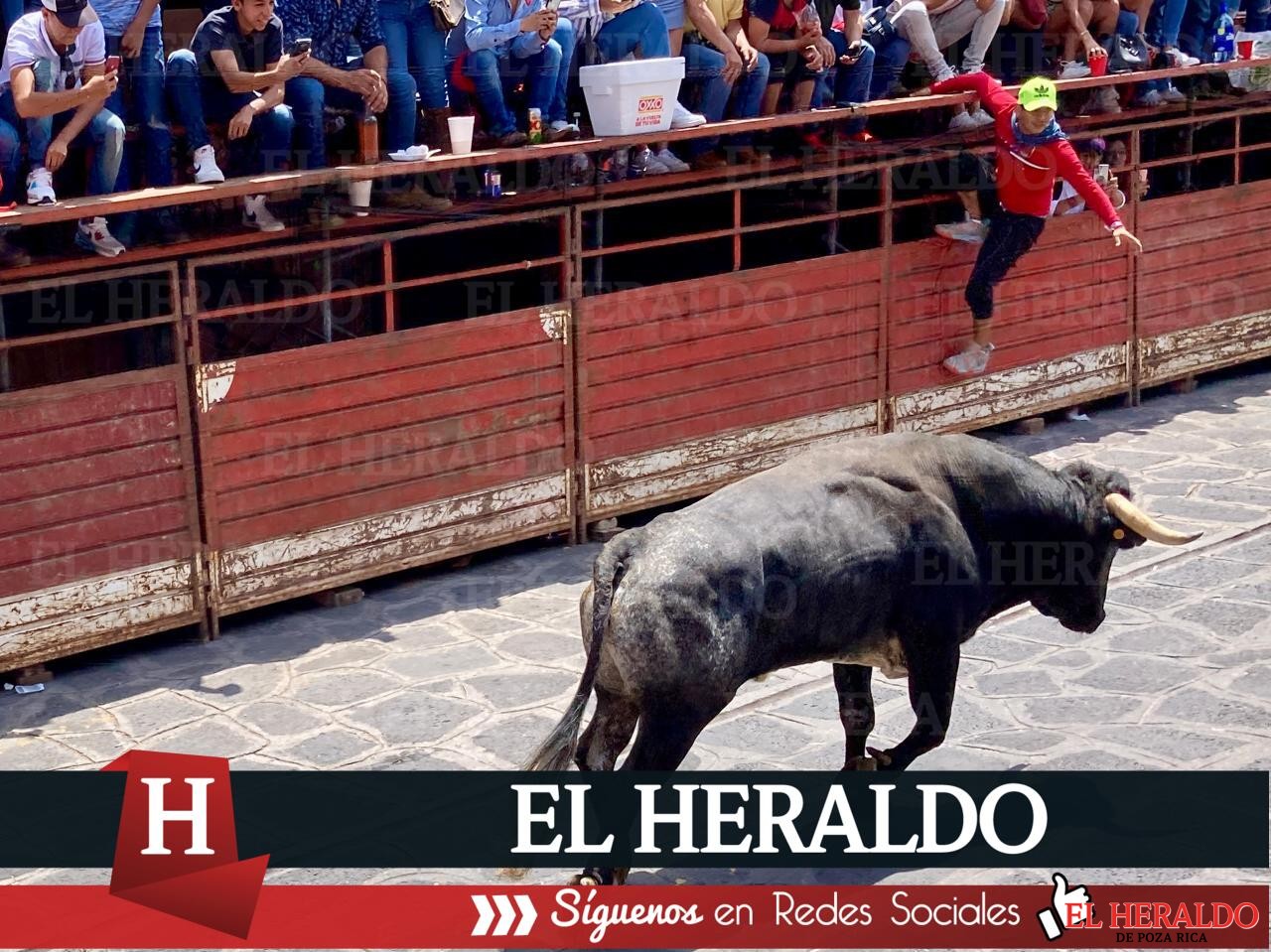Animalistas de Veracruz exigen sanciones contra quienes realicen corridas de toros