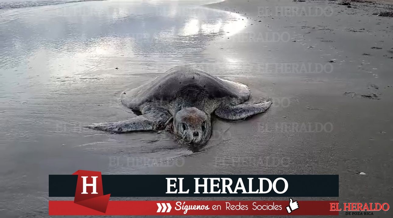 Aparece otra tortuga marina muerta en la playa de Coatzacoalcos 2