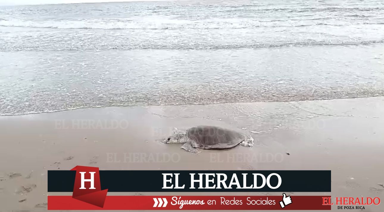 Aparece otra tortuga marina muerta en la playa de Coatzacoalcos 3