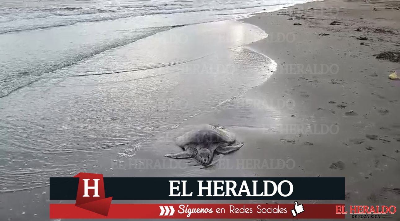 Aparece otra tortuga marina muerta en la playa de Coatzacoalcos
