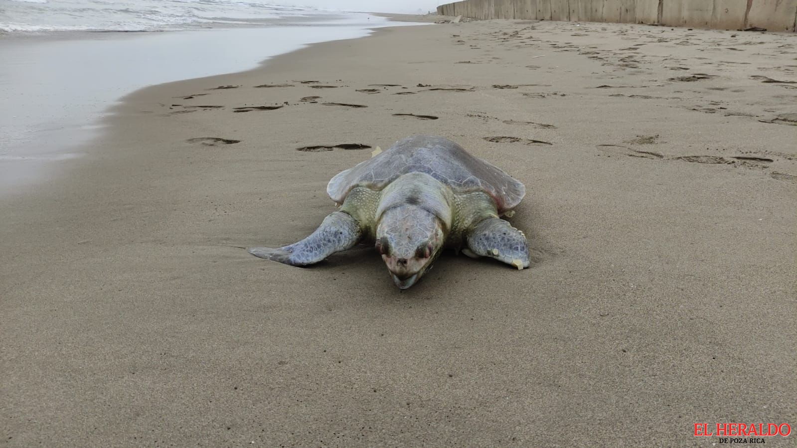 Aparece tortuga