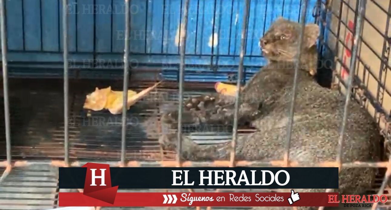 Atropellan a Jaguarundi en la carretera antigua a Minatitlán 2