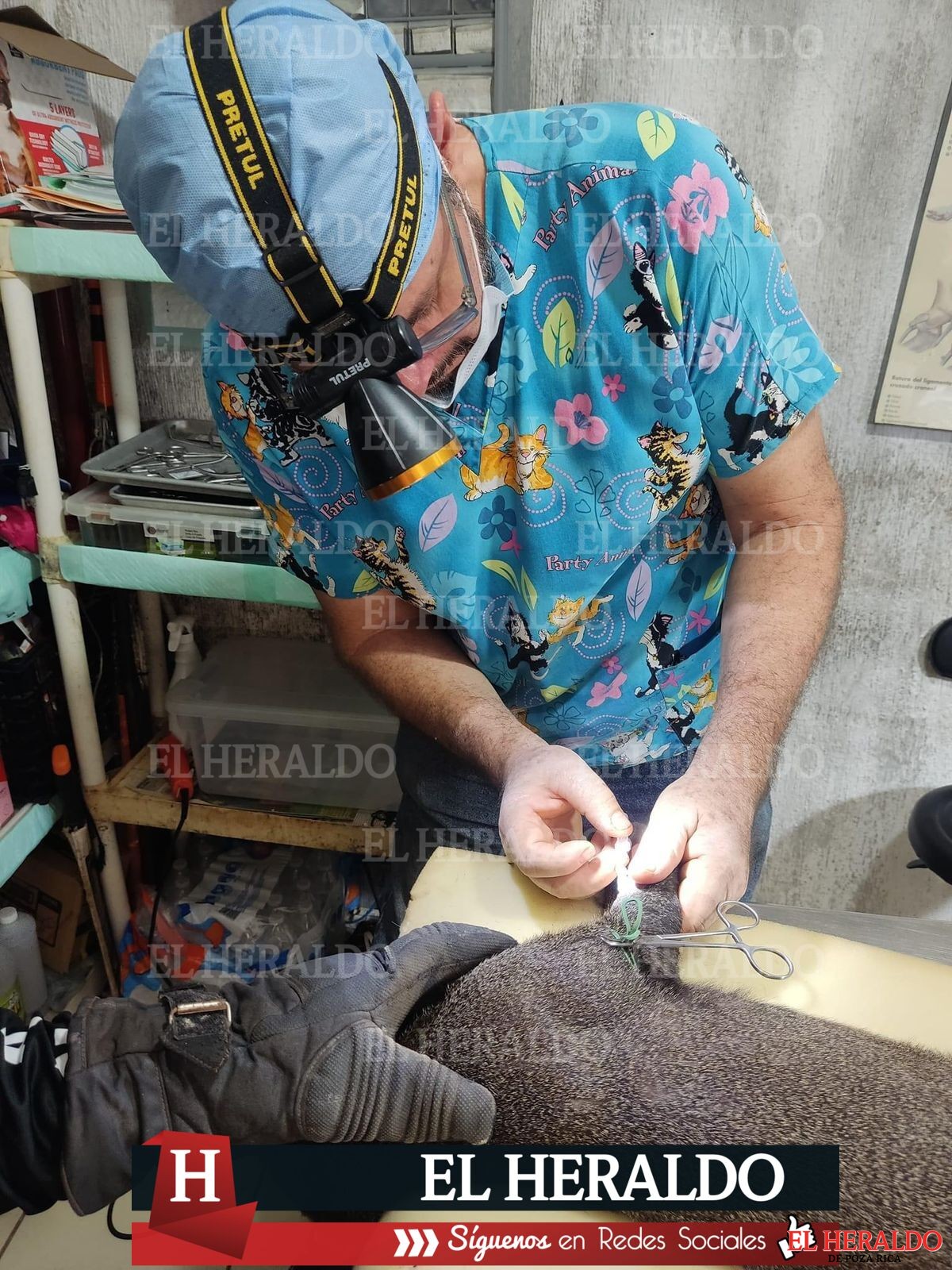 Atropellan a Jaguarundi en la carretera antigua a Minatitlán 3