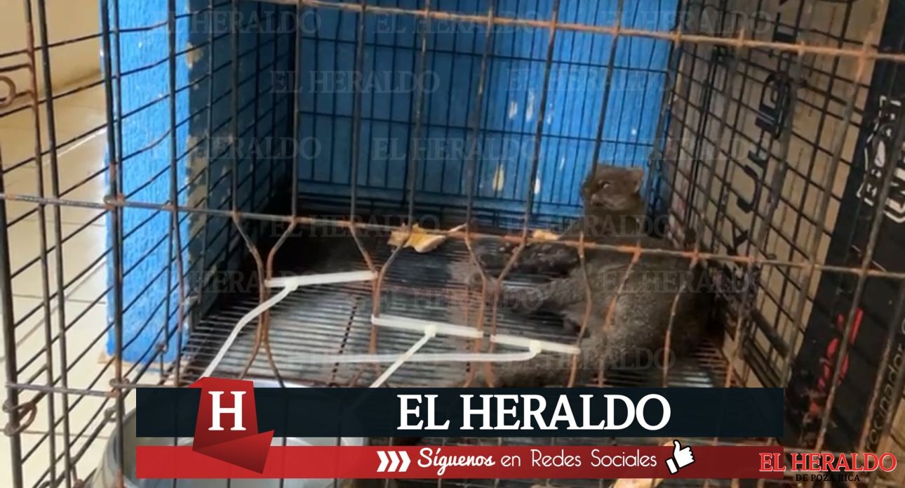 Atropellan a Jaguarundi en la carretera antigua a Minatitlán