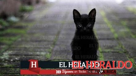 Aumenta sacrificio de animales