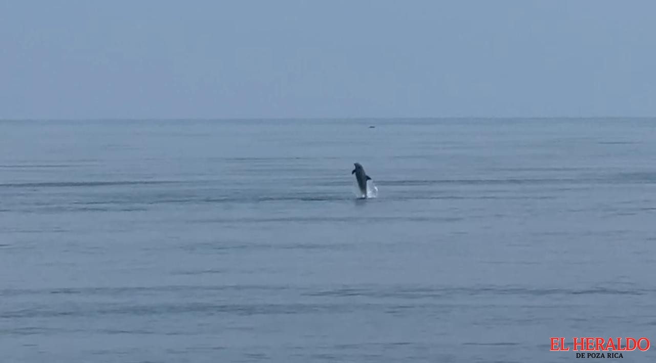 DELFINES