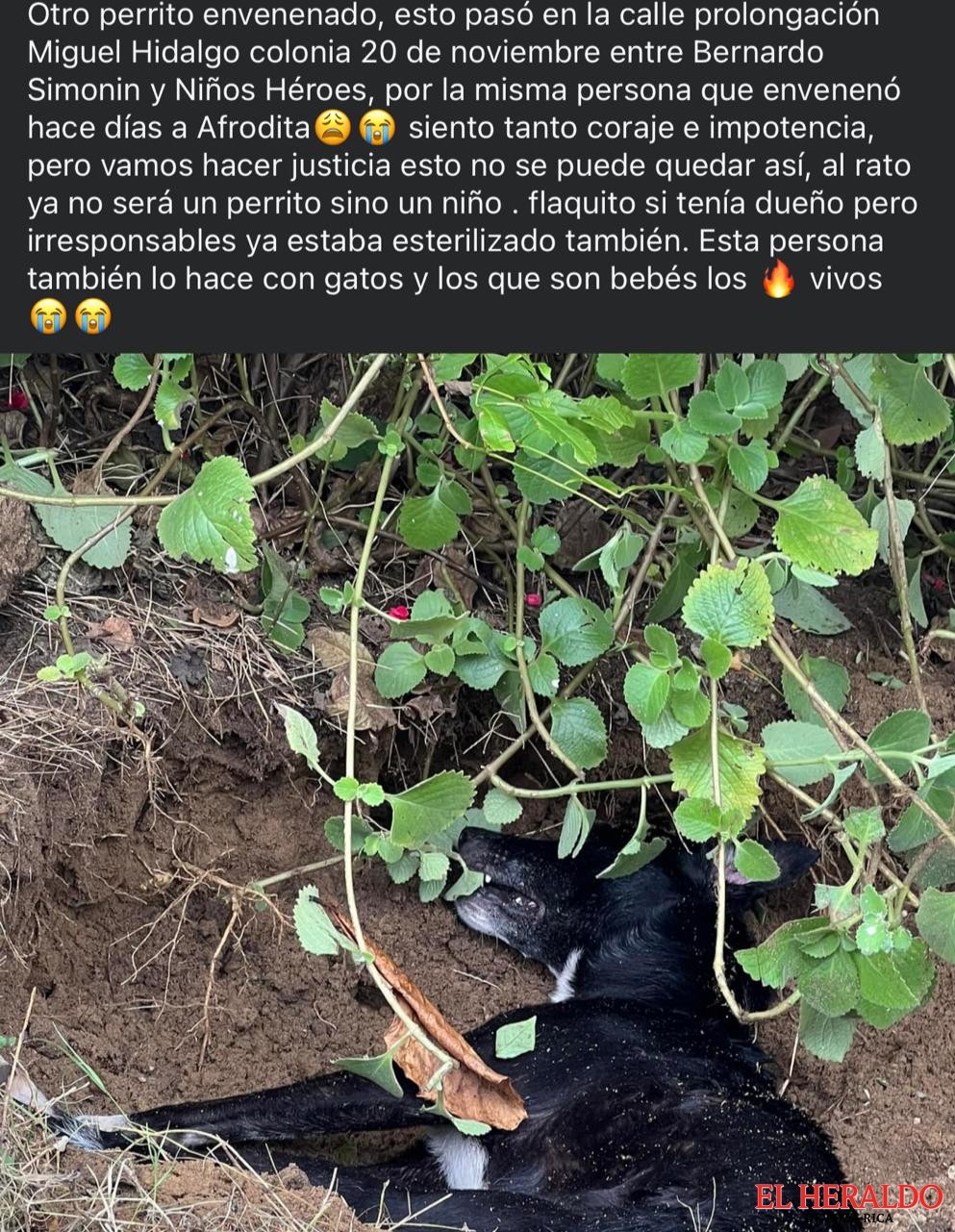 DENUNCIAN2