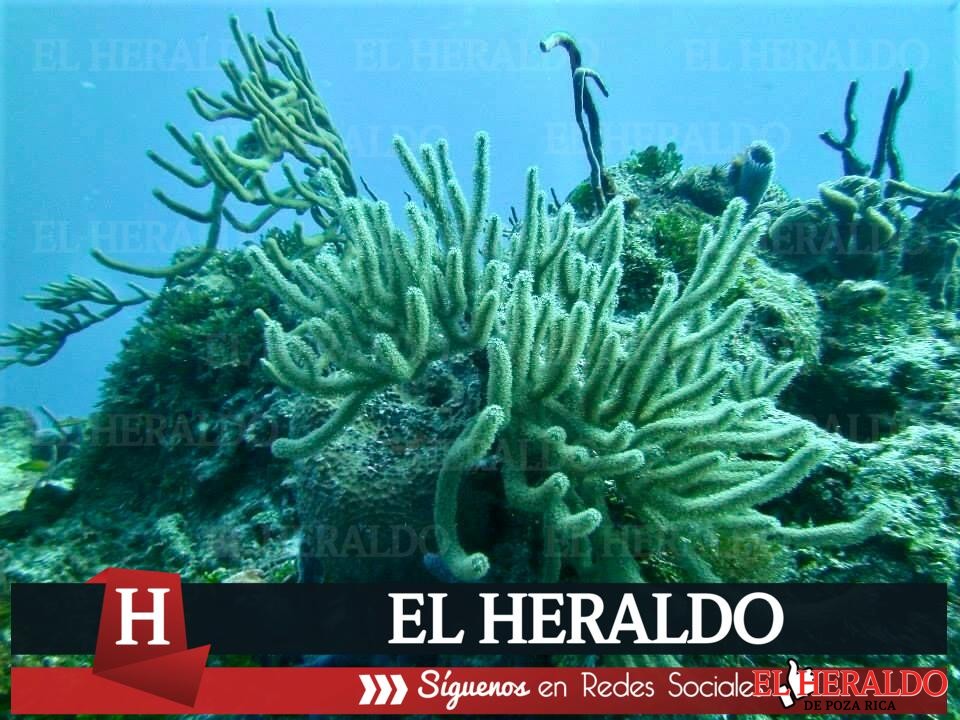 Denuncian desacato judicial para garantizar protección del arrecife veracruzano 2