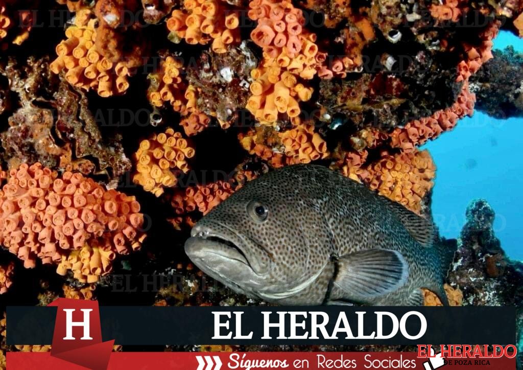 Denuncian desacato judicial para garantizar protección del arrecife veracruzano 3