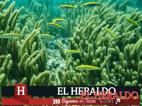 Denuncian desacato judicial para garantizar protección del arrecife veracruzano