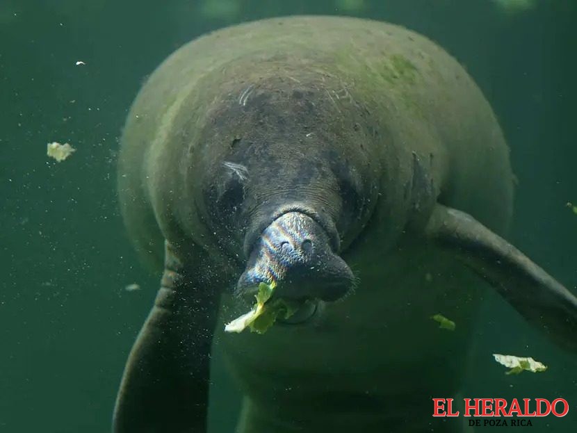 Descubren manatíes