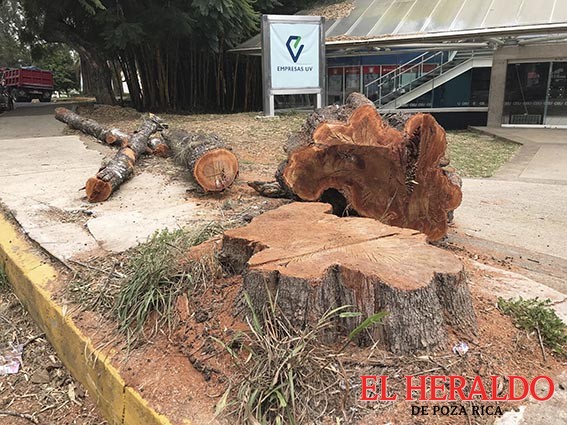 El Heraldo de Poza Rica - Justifican derribo de árboles en Zona  Universitaria