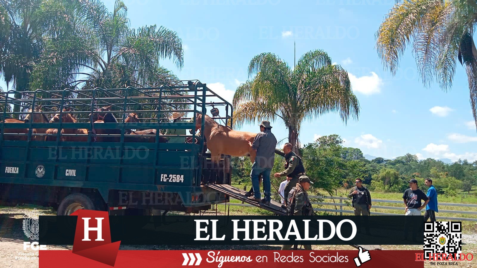 FGE ENTREGA CABALLOS