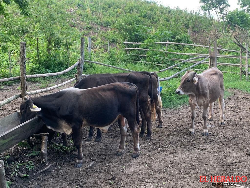 Ganaderos denuncian pérdidas económicas al norte de Veracruz