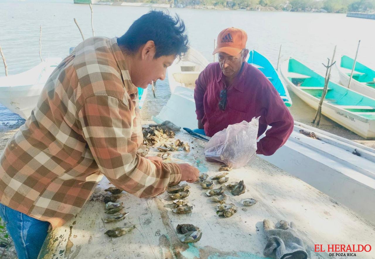 Inician trabajos para repoblar bancos ostricolas