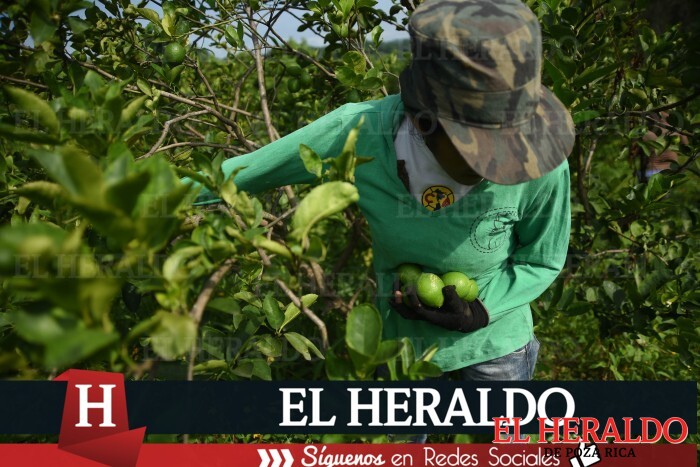 Limón cebolla y azúcar