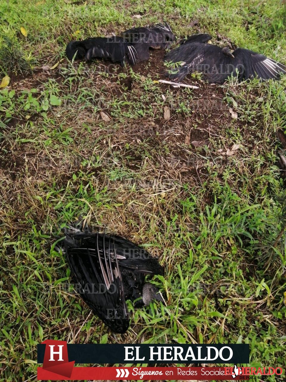 Mueren envenenados decenas de zopilotes y un perro en Ayahualulco 2