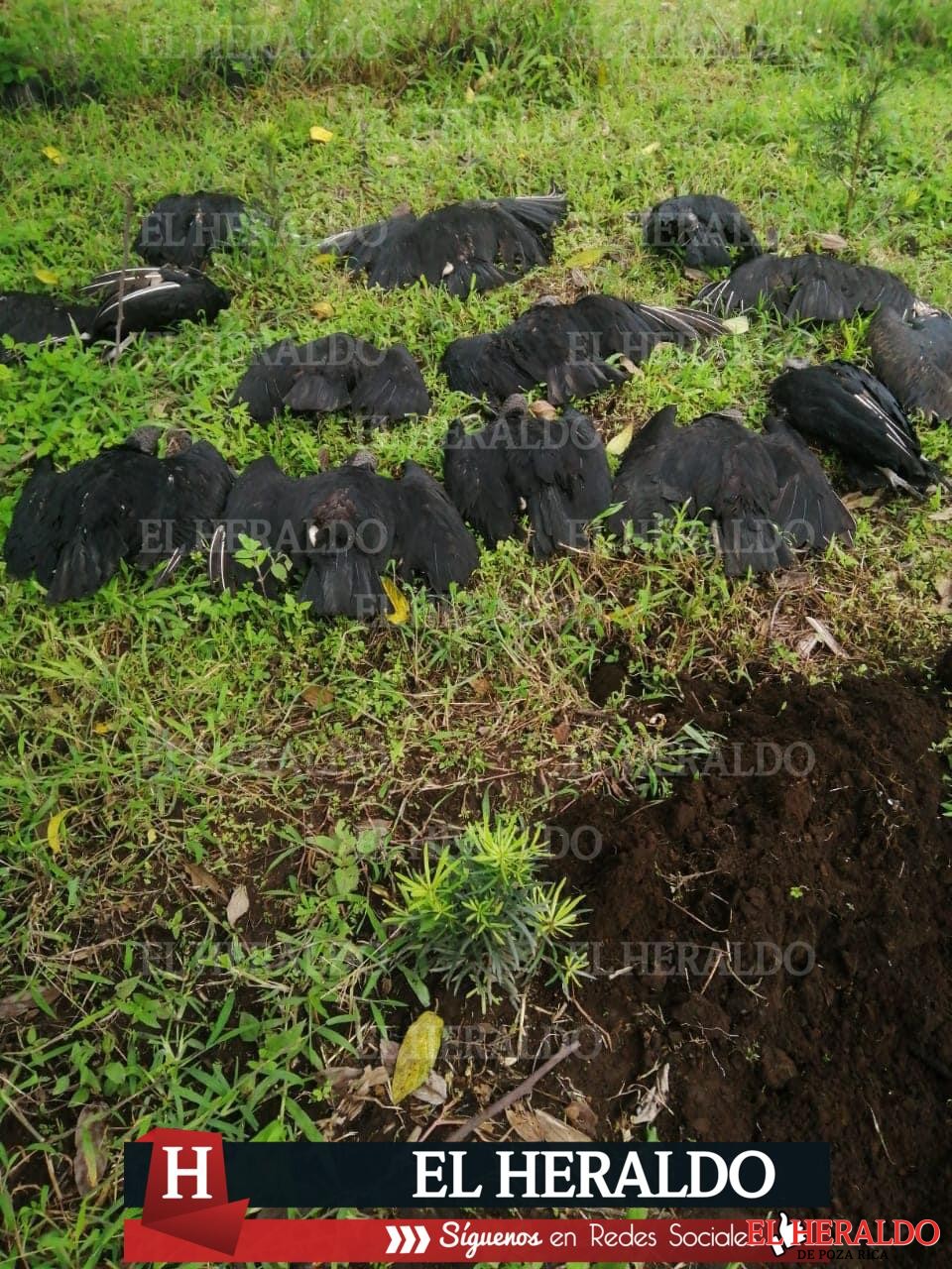 Mueren envenenados decenas de zopilotes y un perro en Ayahualulco