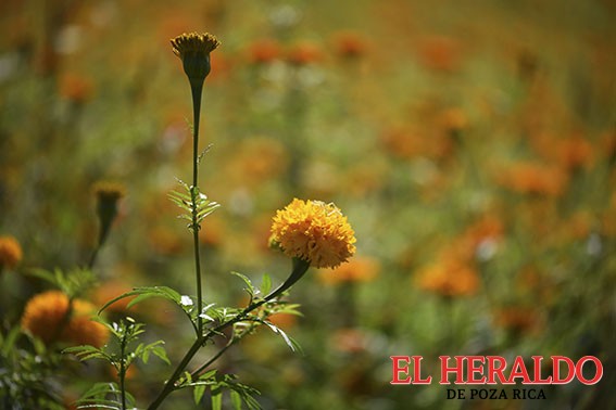 El Heraldo de Poza Rica - Inicia el corte de flor de muerto en San Pablo  Coapa