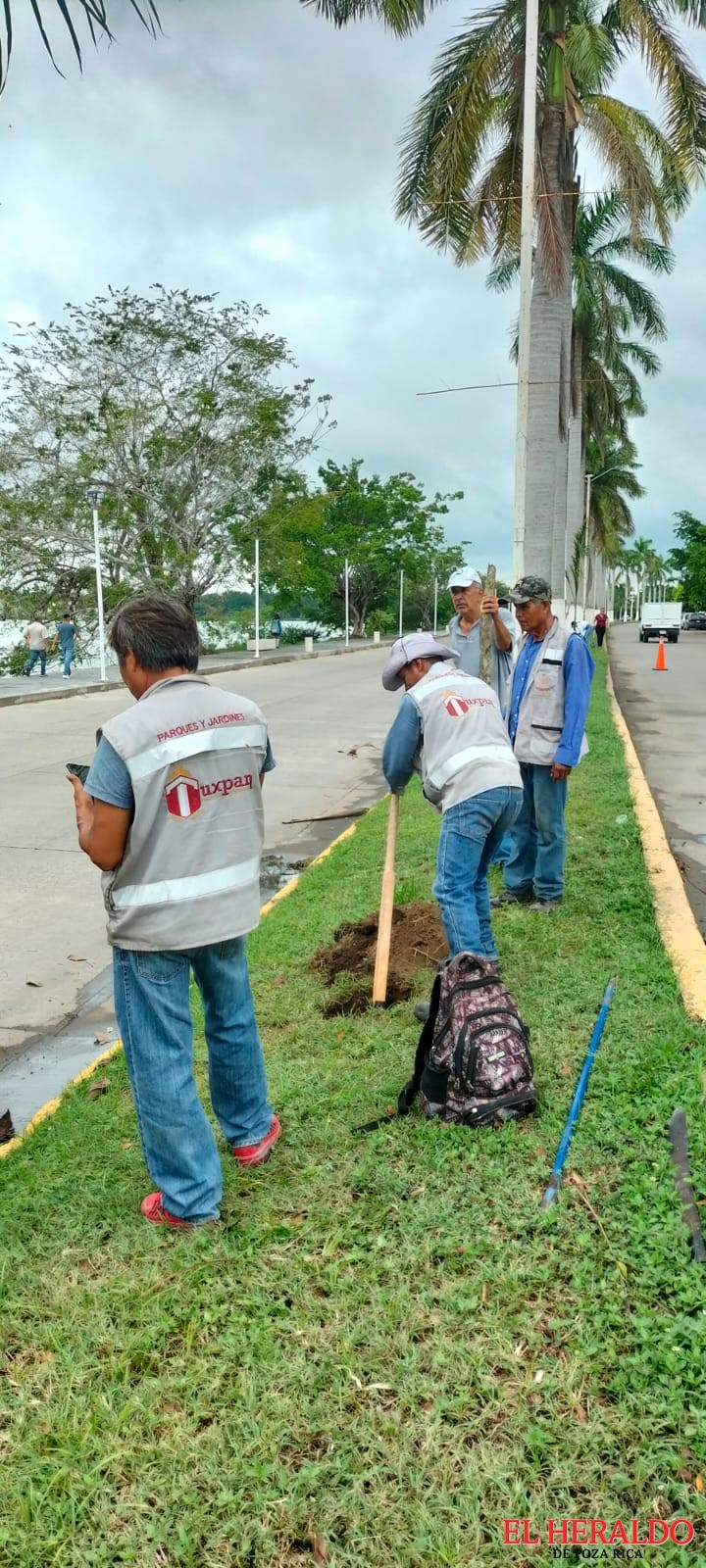 PLANTAS