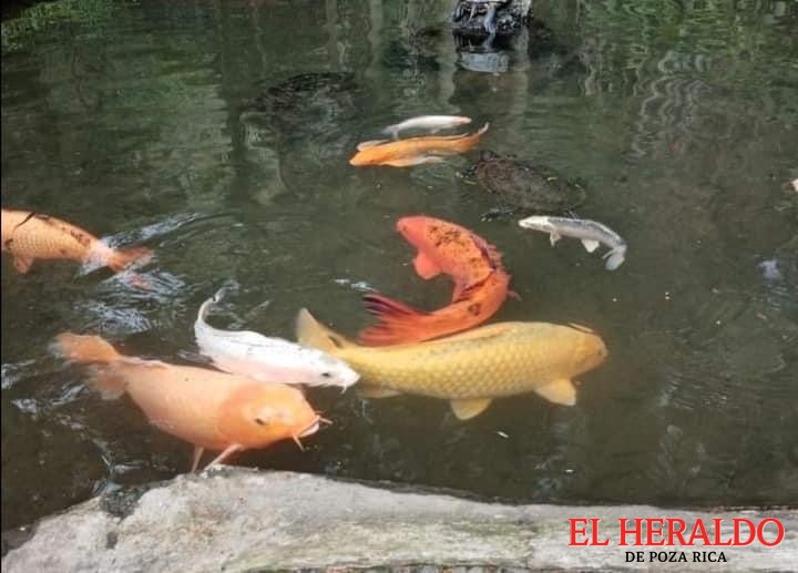 Peces y tortugas2