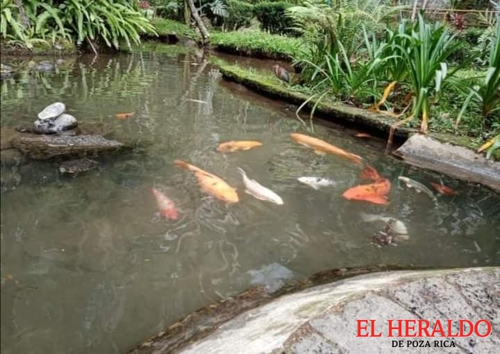 Peces y tortugas