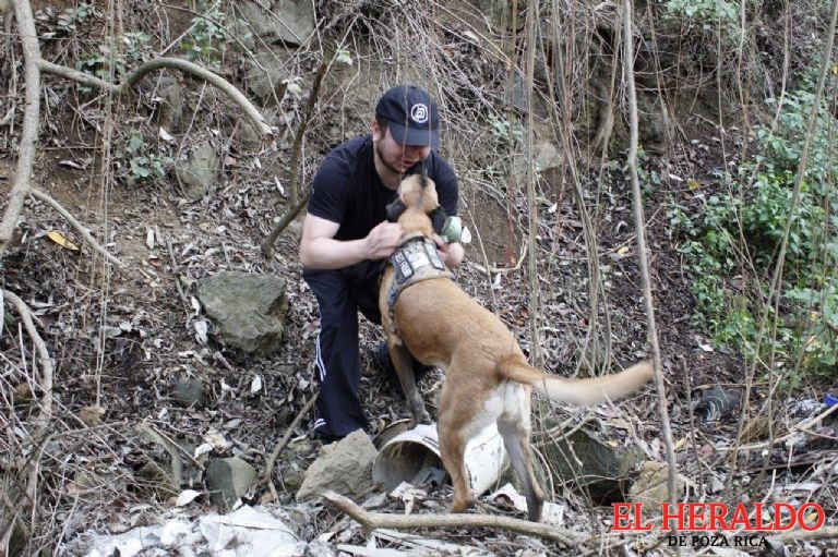 Perritos de Tlalpan 1