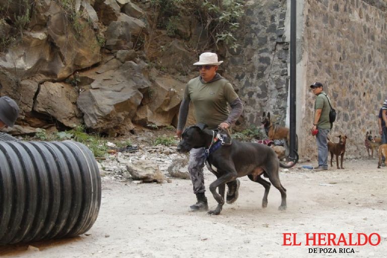 Perritos de Tlalpan 2