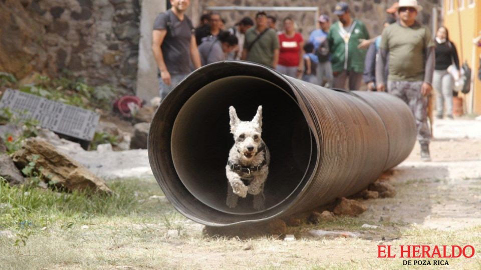 Perritos de Tlalpan