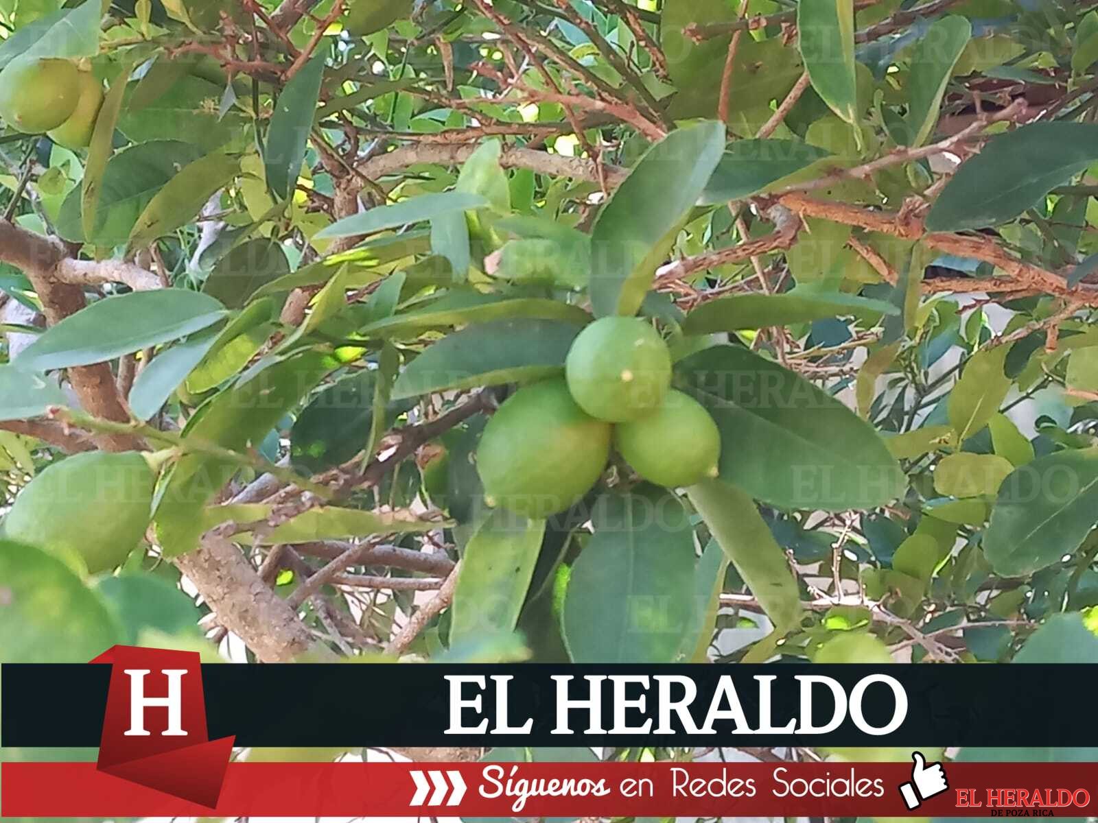 Productores de Cítricos