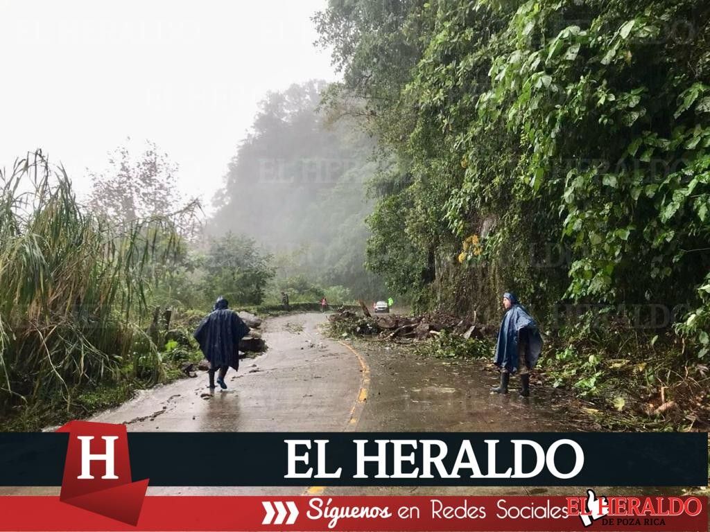 Reforestan con bambú3