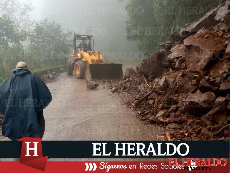 Reforestan con bambú