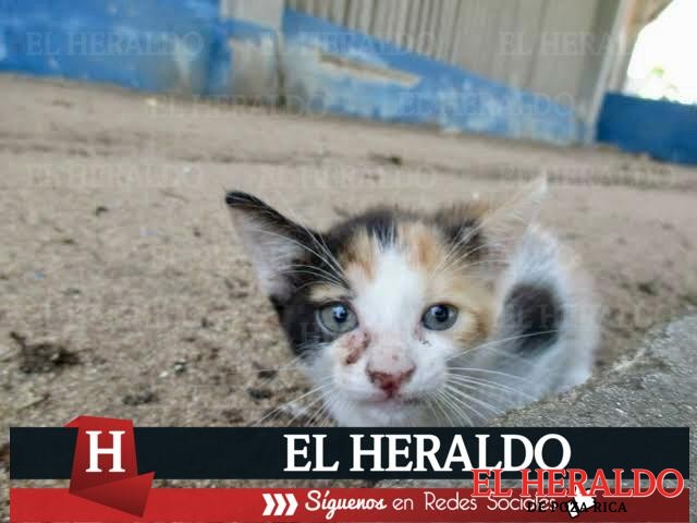 Se quejan vecinos por crecimiento de población de gatos en colonia de Xalapa 2