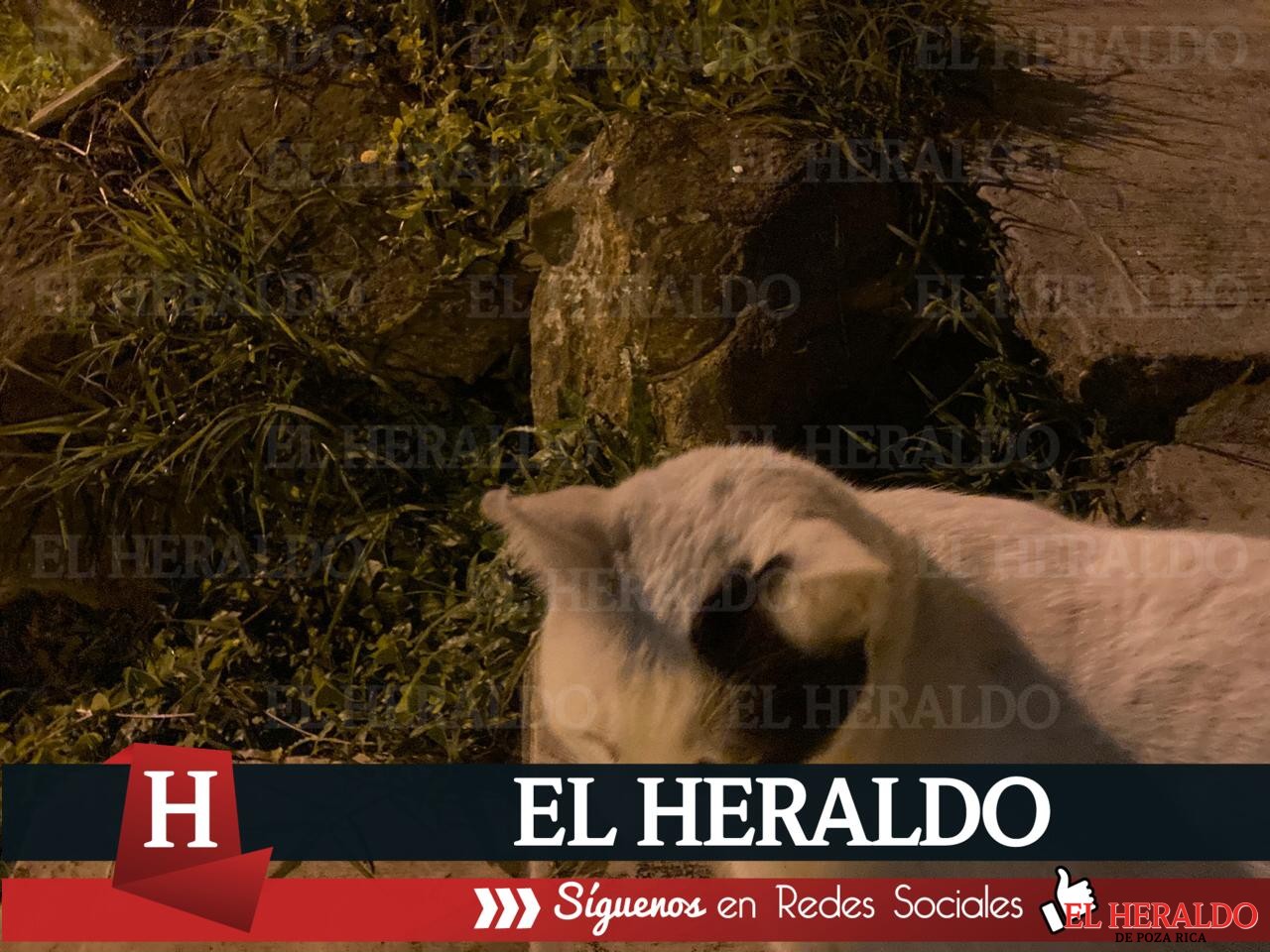 Se quejan vecinos por crecimiento de población de gatos en colonia de Xalapa