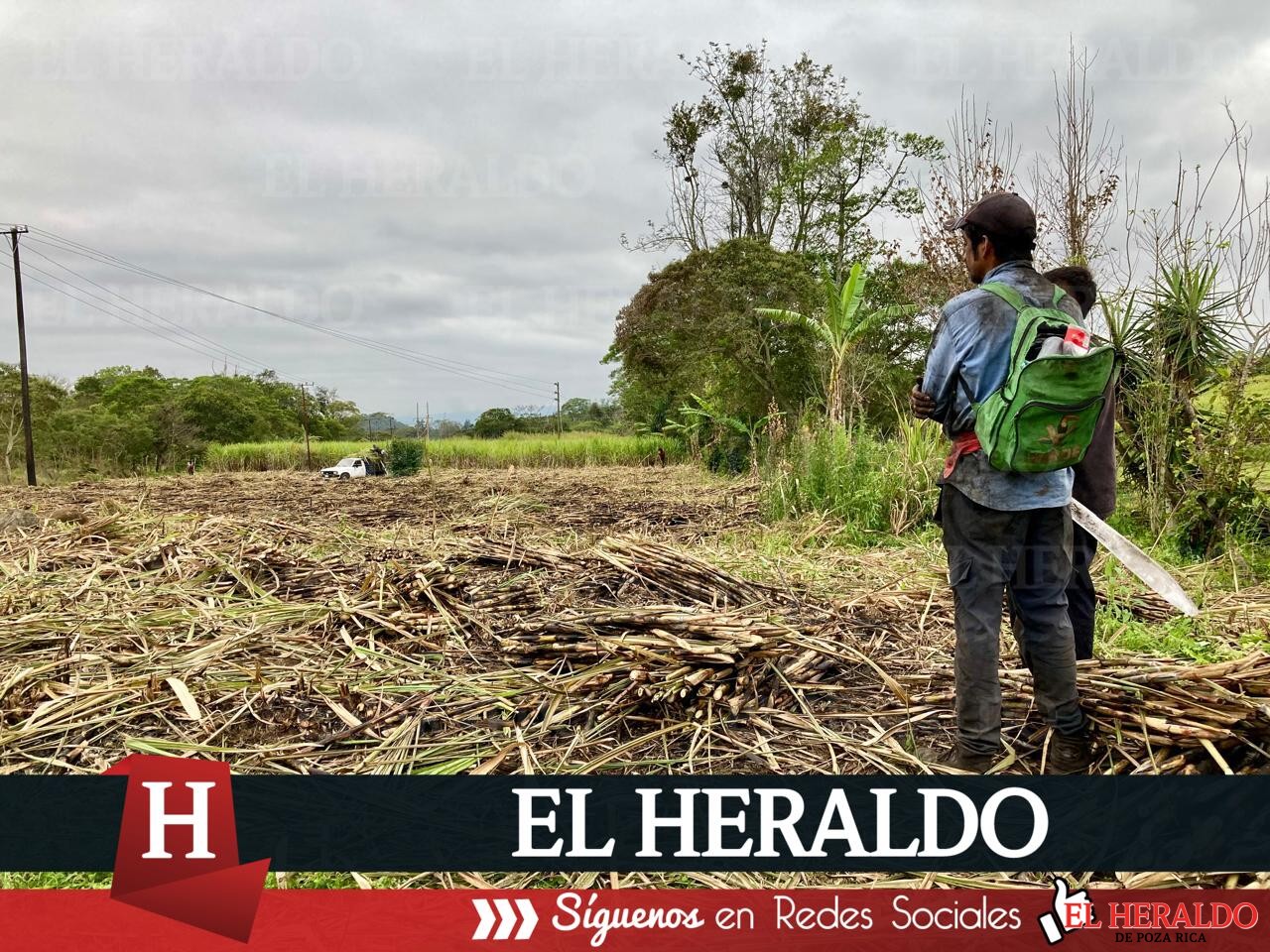 Sequía afecta a cultivos de caña en Huasteca Veracruzana 2