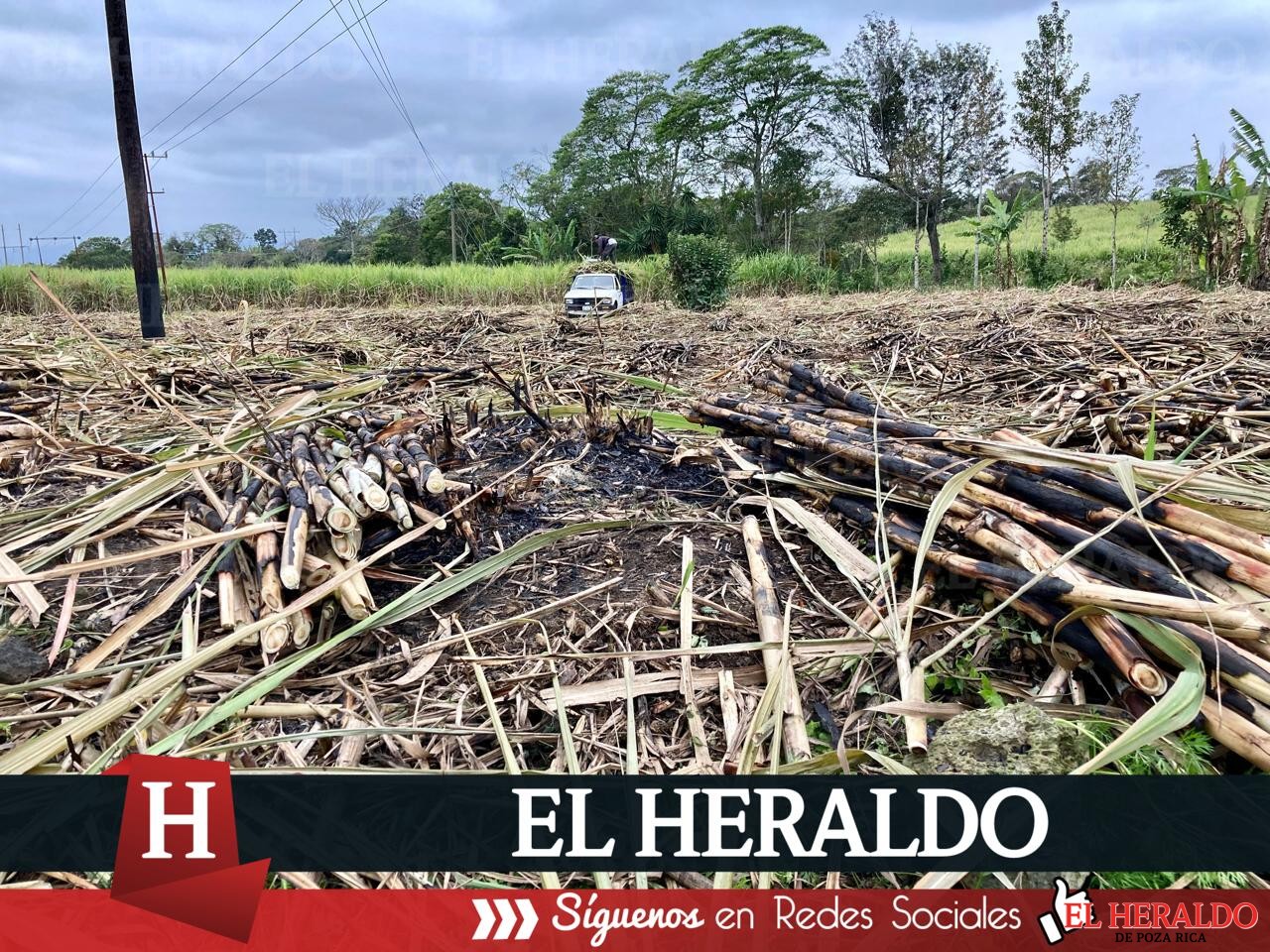 Sequía afecta a cultivos de caña en Huasteca Veracruzana