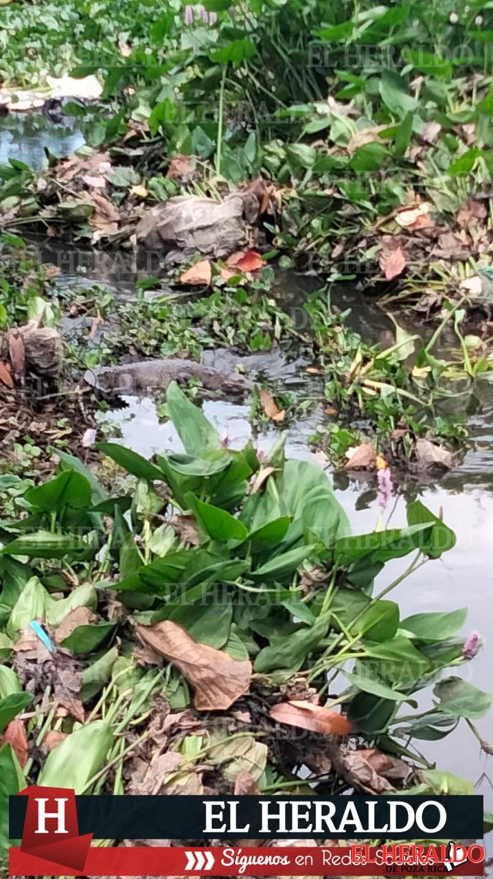 Vecinos de la colonia Progreso y Paz temen por par de cocodrilos en el canal 1