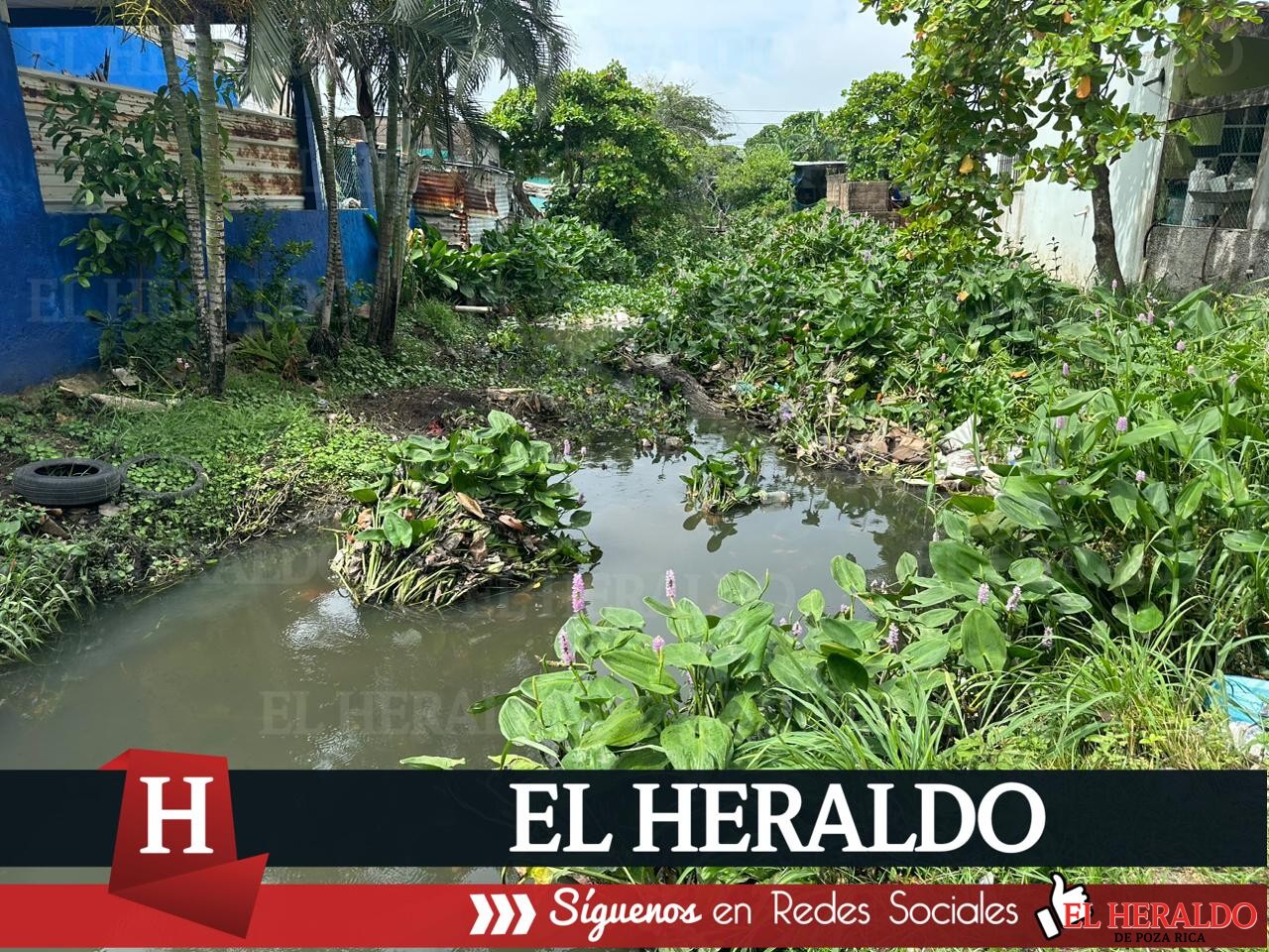 Vecinos de la colonia Progreso y Paz temen por par de cocodrilos en el canal 7