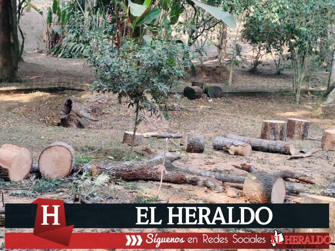 Vecinos repudian tala de árboles en parque 2