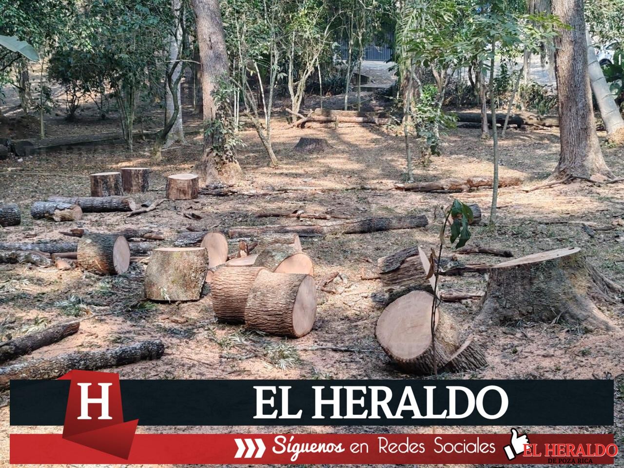 Vecinos repudian tala de árboles en parque