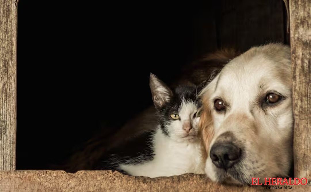 como prevenir el cancer en perros y gatos